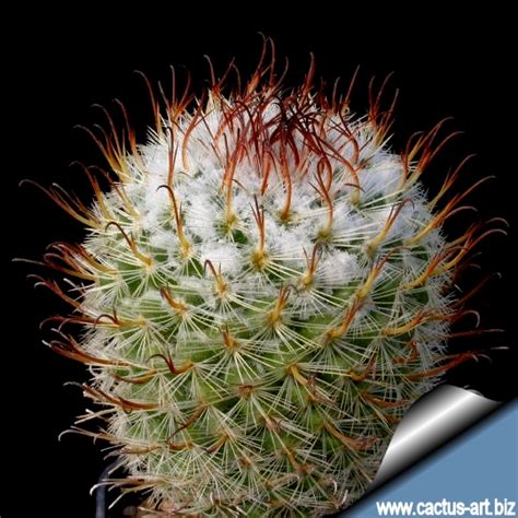 Mammillaria bombycina "split spines"