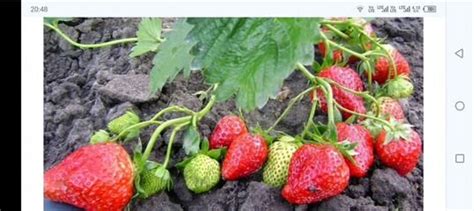 Саженцы клубники ремонтатной Елизавета 2 купить в Домодедово | Товары ...