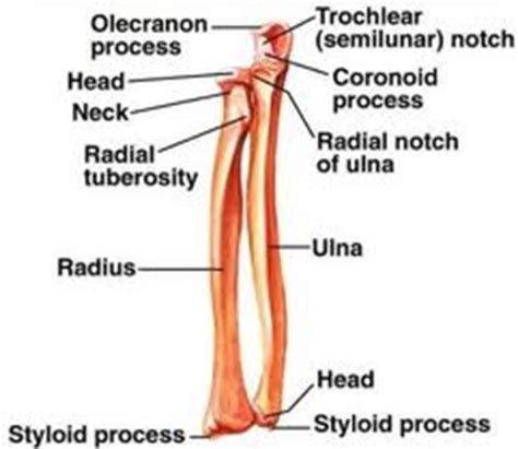 Forearm Flashcards Quizlet