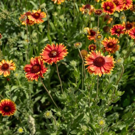 Gaillardia Seed Planting at Timothy Greenwell blog