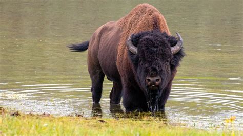 Yellowstone tourist caught trying to pet bison after posing with it for ...