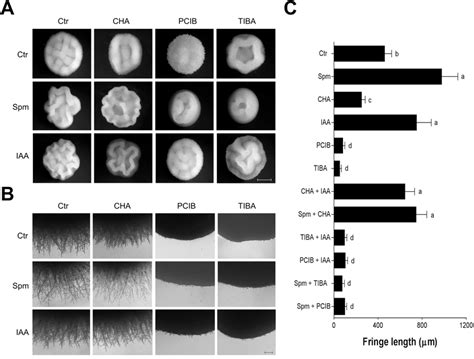 Effect Of Spm On Y Lipolytica Colony Morphology A Colony Morphology