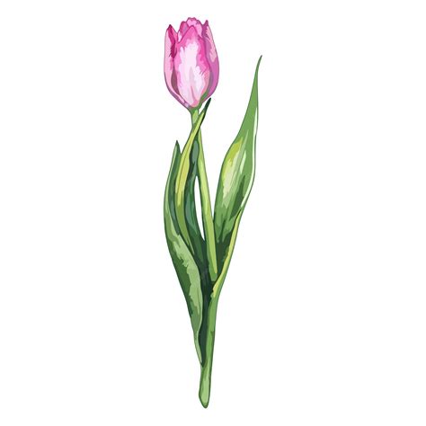 Premium Vector Watercolor Pink Tulip Spring Flower Nature Isolated Vector