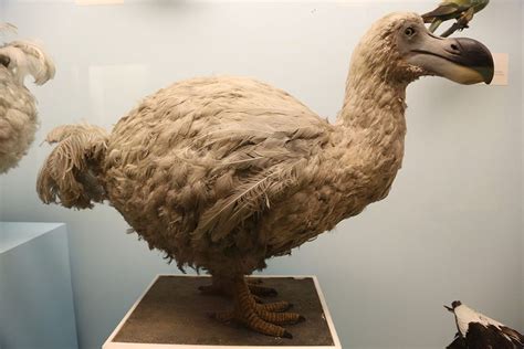As Dead As A Dodo Who Actually Did The Deed Oddfeed