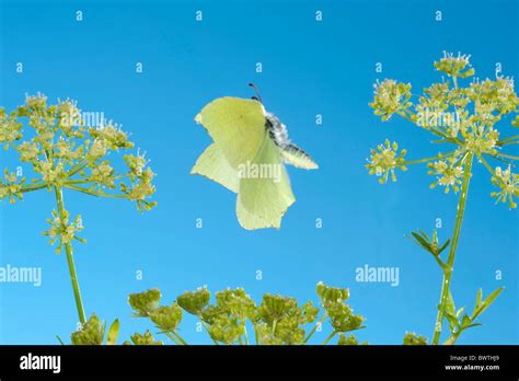 Brimstone Butterfly Hi Res Stock Photography And Images Alamy