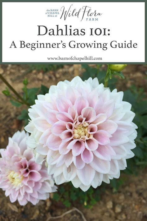 Dahlias 101 A Beginners Growing Guide