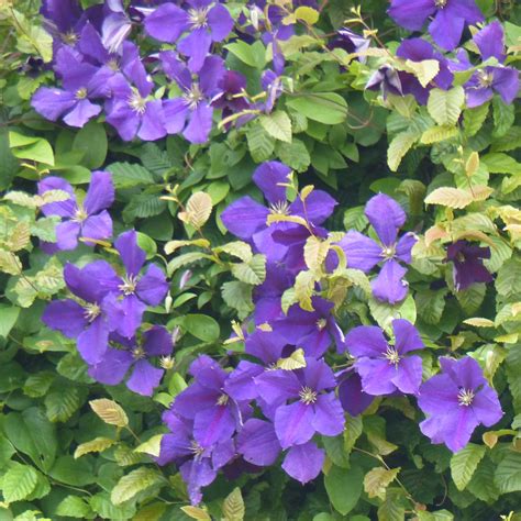 Clématite De Jackman Clematis Jackmanii Violet Pourpré