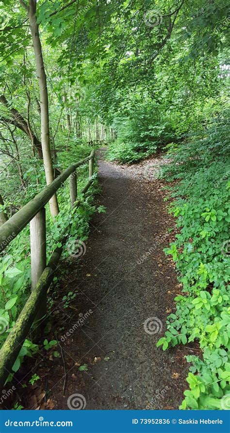 Green Way stock photo. Image of green, bridge, outdoor - 73952836
