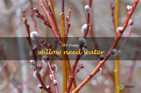 Pussy Willow Care Do These Lovely Shrubs Need Extra Water ShunCy
