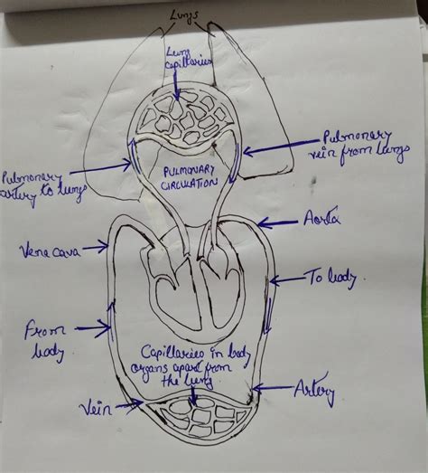 pulmonary circuit diagram circuit diagram