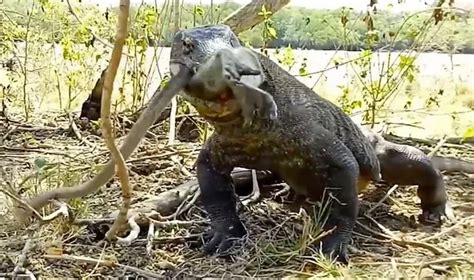 Horrifying Moment Komodo Dragon Eats A Live Monkey Whole In Just Six