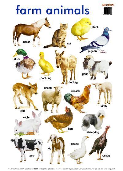 Farm Animals Images With Names Wall Picker