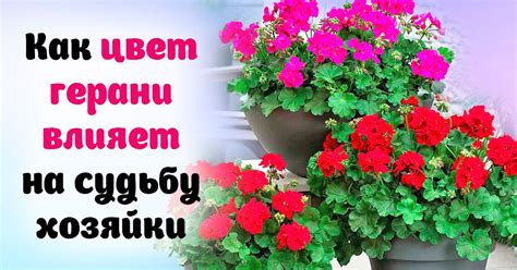 На что указывает цвет герани - Со Вкусом