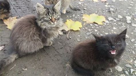 котики 😍 #cat #cats #котик #котики #кошенята #котята #мяу #мурчик #кот ...