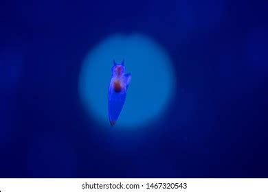 Naked Sea Butterfly Sea Angel Stock Photo Shutterstock