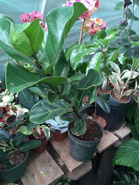 Huge Fiddle Leaf Ornamental Fig Tree Ficus Lyrata T Growing In A 6