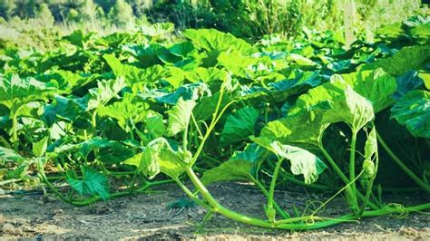 7 Pumpkin Growth Stages Just Pure Gardening 2024