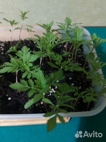 Рассада цветов бархатцы,циния купить в Дзержинске | Товары для дома и ...