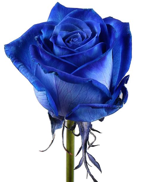 Роза синяя 70 см.. Купить с доставкой в Cпб