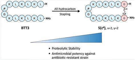 Scientists design antimicrobial peptides with improved stability