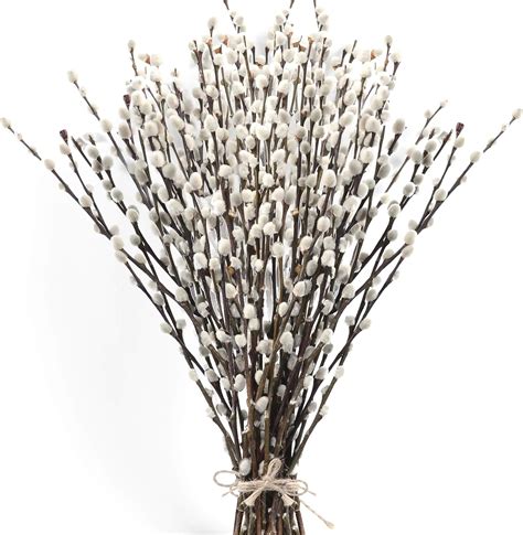 Amazon Stems Real Dried Pussy Willow Branches For Vase Natural Pussywillows With