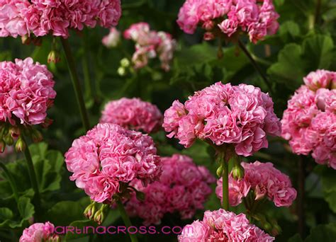 Pelargonie - Pelargonium - Pelargoner Noel Gordon