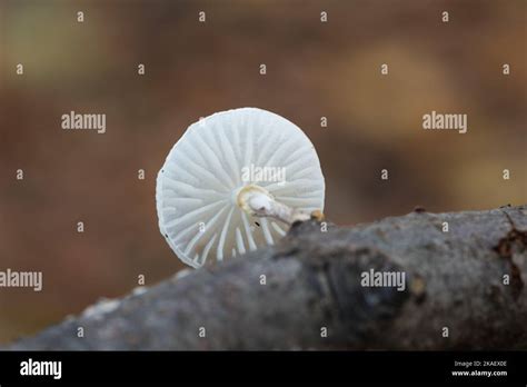 Fungus Porcelain Fungus Oudemansiella Mucida Stock Photo Alamy