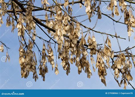 Семена клена стоковое фото. изображение насчитывающей высушено - 27938066
