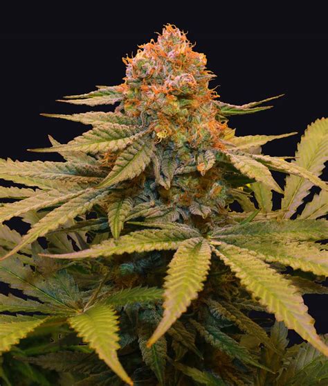 Star Fruit Strain Info / Star Fruit Weed By The Grateful Seeds