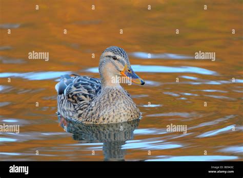 Mallard Duck Anas Platyrhynchos Mixed Breed Resembling A Domestic