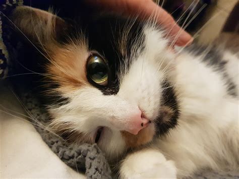 The prettiest kitty deserves love : r/Eyebleach