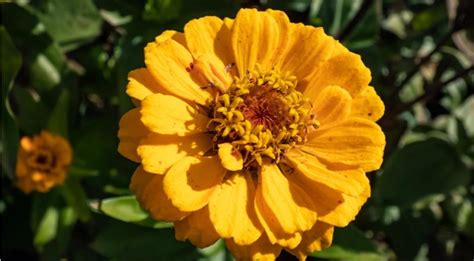 Цинния, самые эффектные и необычные сорта для сада на сезон 2024