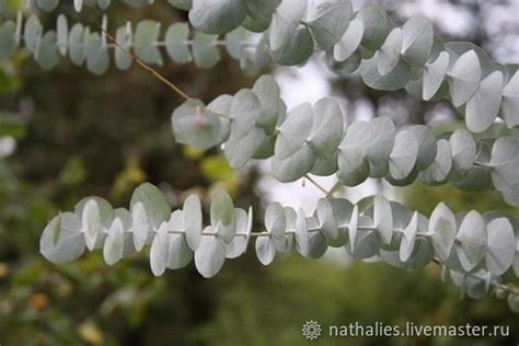 Эвкалипт ветки в интернет-магазине на Ярмарке Мастеров | Сухоцветы для ...