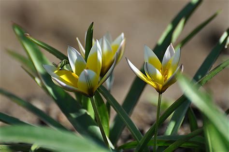 Tulipa "Dasystemon Tarda" / Тюльпан "Десистемон тарда" | Flickr