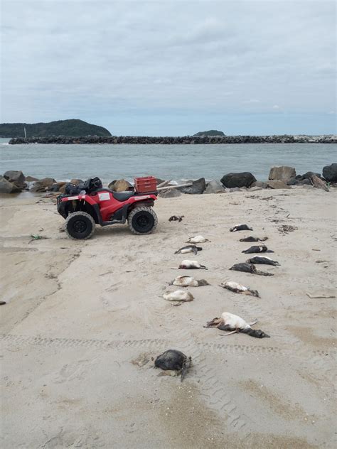 Fotos Mais De Pinguins S O Encontrados Mortos No Litoral Norte De Sc