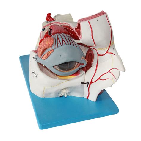 Buy Beaghty Eye Model Human Anatomical Eyeball Anatomy Model Human