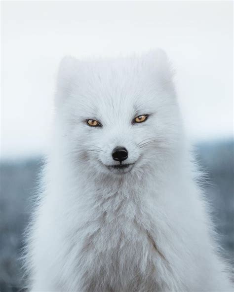 Arctic Fox In Iceland NatureIsFuckingLit Fotografie