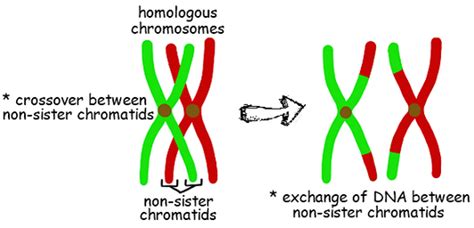 Sc912l1616meiosis Welcome To Dr Suris Science Class