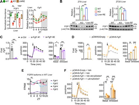 Alpha Mouse Liver 12 Aml12 Cells Atcc Bioz