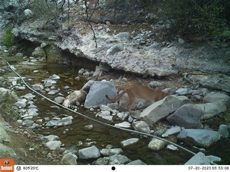 Mountain Lion From Muleg B C S M Xico On March At Pm