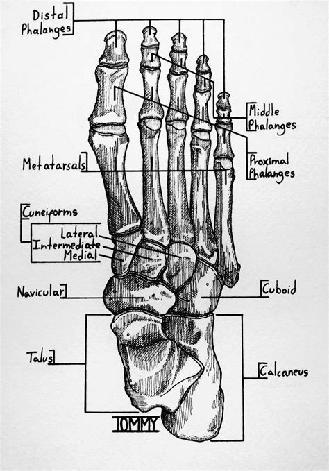 Bones Of The Right Foot Dorsal View Rdrawing