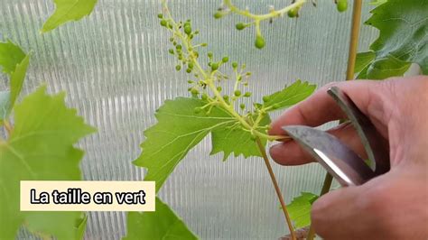 La Taille En Vert De La Vigne Et Les Jeunes Plants Youtube