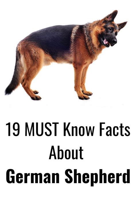 How long do german shepherds live 5 signs your gsd life is ending – Artofit