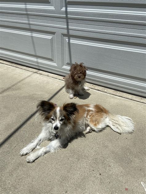Do Dogs Get Jealous Of New Puppy