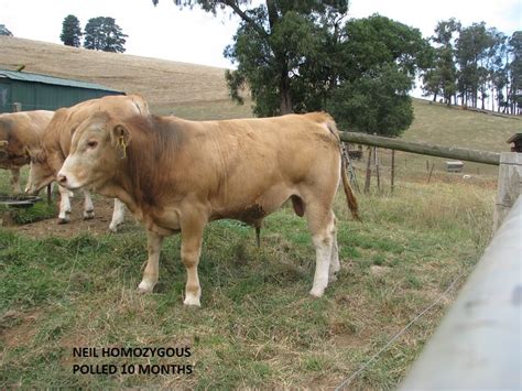 Bulls Elite Blonde Stud