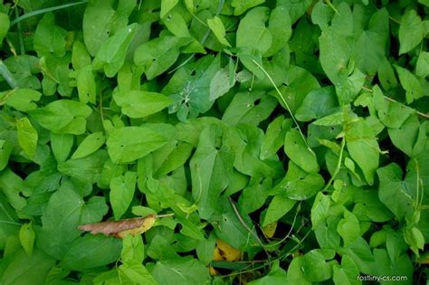 Svlačec rolní (Convolvulus arvensis) | Rostliny-cs.com
