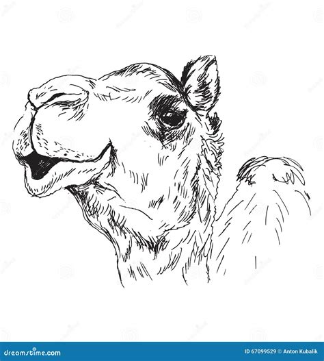 how to draw a camel 7