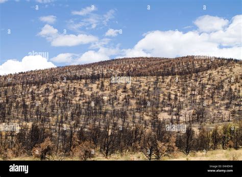 Dry burnt California hillside charred and devastated by a forest ...