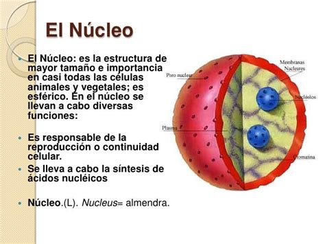 Entendiendo El Nucleo Y Sus Partes Aprender Biologia Images