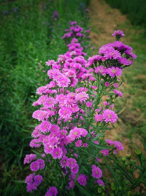 Purple Aster Or Michaelmas Daisy Beautiful Flowers Plants Growing In